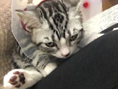 -伟伟宠物医院·CT影像中心·瑞派犬猫综合性门诊(汉口总院)