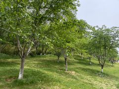 -羊山湖公园