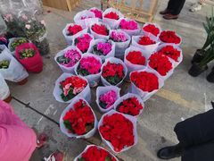 -中环花鸟鱼虫市场