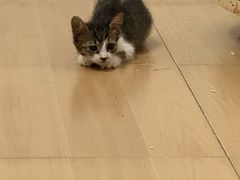 -瑞派康怡24h宠物医院·犬猫医疗中心·微创绝育(瑞景分院)