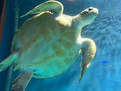 -锦艺城海洋馆