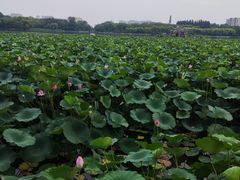 -大兴滨河森林公园