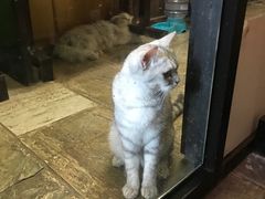 -猫咪博物馆(顶澳仔猫街店)