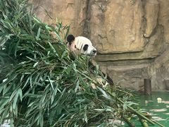 -成都动物园