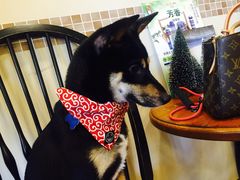 -多卡布奇宠物生活馆(上林世家店)