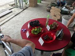 -马陆小张葡萄园农家乐