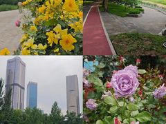 -大望京公园