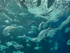 -上海海洋水族馆