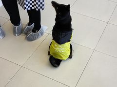 -怪兽屋·羊驼·猫咖·狗咖(俊华广场店)