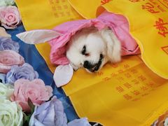 -彩虹桥宠物火化殡葬善终服务(金乐大厦店)