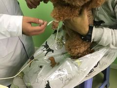 -圣宠动物医院·犬猫专科·影像中心·外科中心