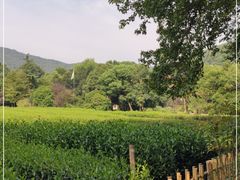 -中国茶叶博物馆(双峰馆区)