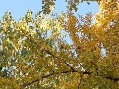 -利顺德大饭店·维多利亚花园(小白楼店)