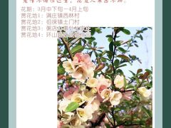 -泰山花样年华景区