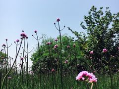 -鹅湖玫瑰文化园