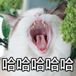 -白夜刺青
