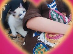 -宠爱国际动物医院· 猫科· 外科·中兽医(长白店)