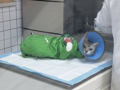 -可蒙动物医院·猫科·骨科中心(首义路店)
