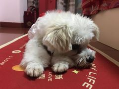 -安安宠医宠物医院·异宠·犬猫内科(岳阳分院)