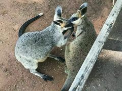 -费瑟代尔野生动物园