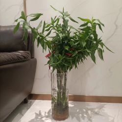 -紫琪尔胸部养护中心