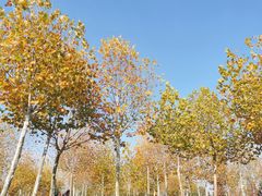 -合肥滨湖国家森林公园