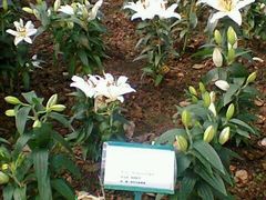 -上海鲜花港