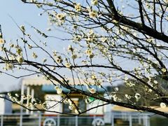 -上海辰山植物园
