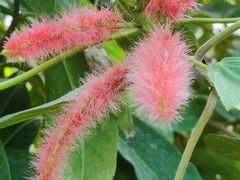 -呀路古热带植物园