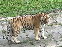 -深圳野生动物园