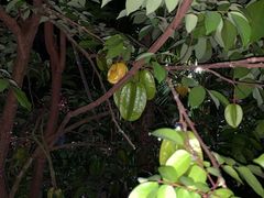 -万兴启丰椰子文化园餐厅