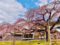 -醍醐寺