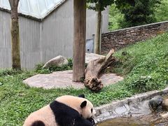 -卧龙中华大熊猫苑神树坪基地