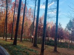 -黄海国家森林公园