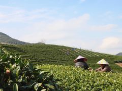 -龙坞茶村