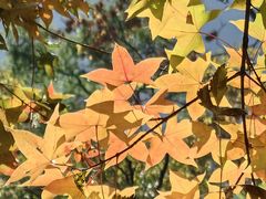 -北京上方山国家森林公园