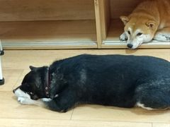 -是阿柴呀！柴犬咖啡·爱喵喵猫咖