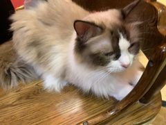 -猫色咖啡·猫咖