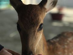 -鹿境梅花鹿生态园区