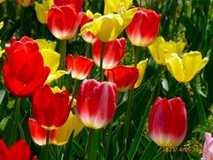 -北京国际鲜花港