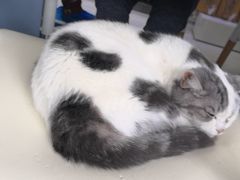 -喵的天空名猫咖啡馆·撸猫·猫舍·用品