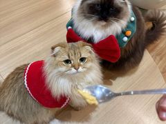 -猫小主咖啡·猫咖cat cafe(福田店)