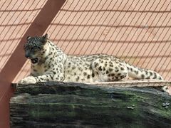 -青藏高原野生动物园