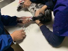 -美联众合宠物医院·爱萌分院·内外科·猫科中心