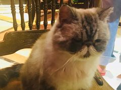-猫色咖啡·猫咖