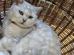 -藏猫猫咖啡主题馆(中央大道店)