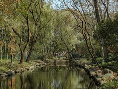 -上海共青森林公园