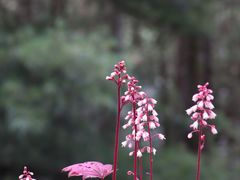 -寂照庵