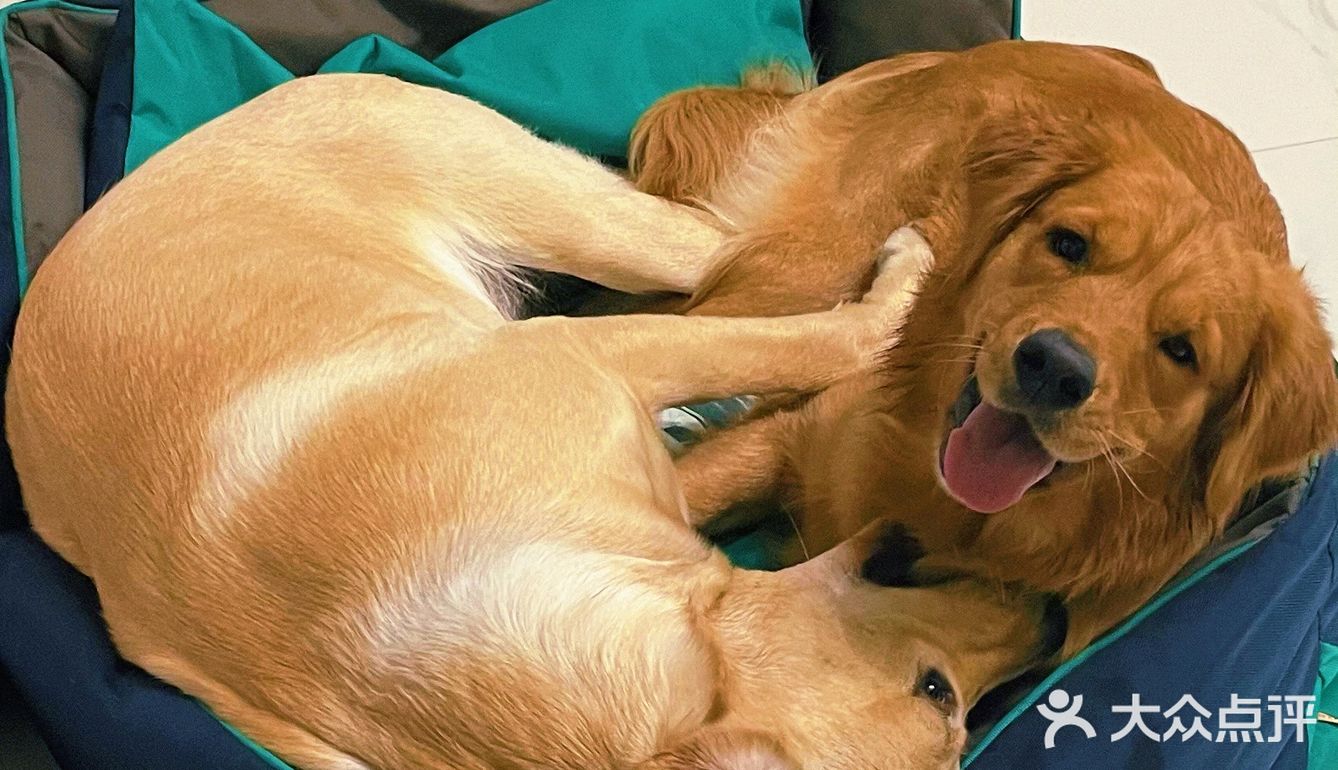 2020最后一天写给汪星人