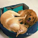 2020最后一天写给汪星人